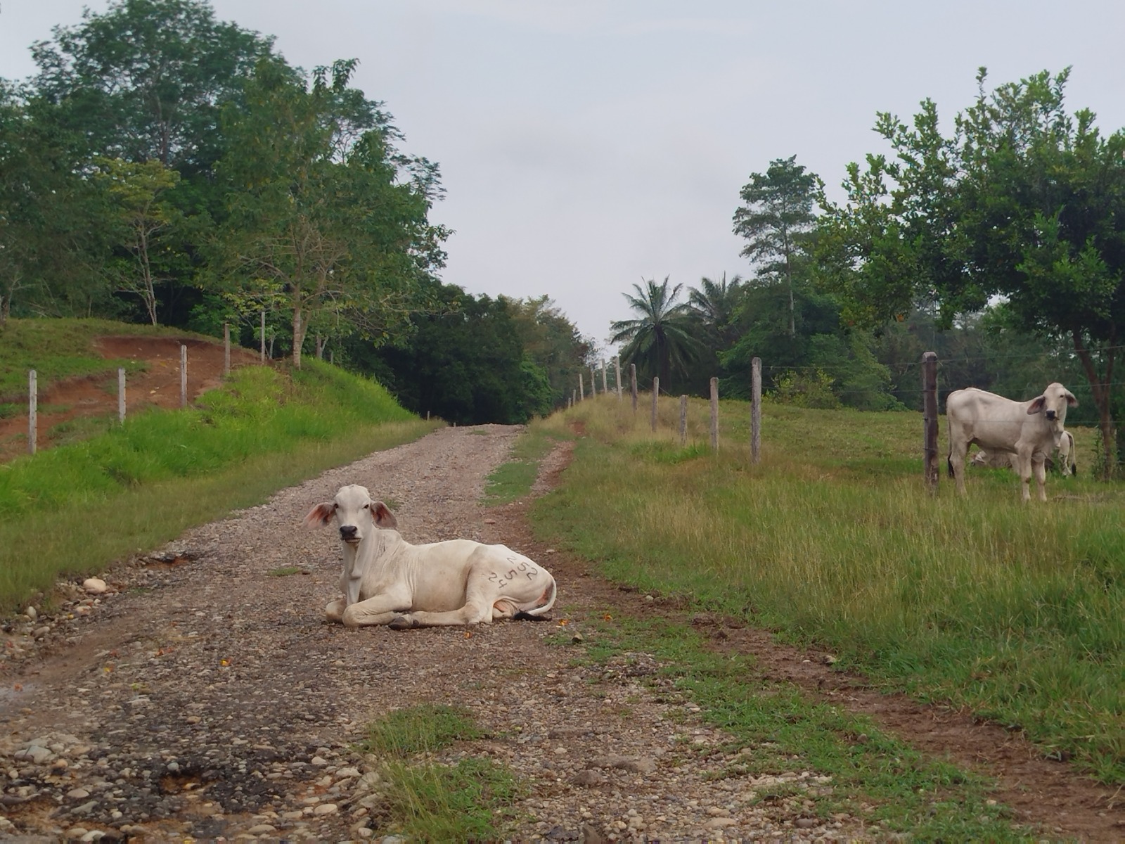 Ganado en un camino rural del Magdalena Medio