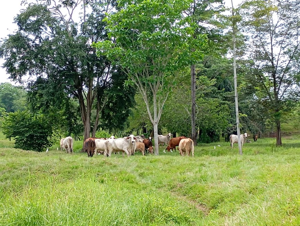 Ganado en una zona arbolada del territorio